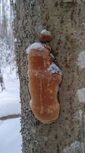 Attēlu rezultāti vaicājumam “Phellinus alni”