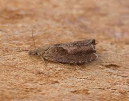 Attēlu rezultāti vaicājumam “Dichrorampha simpliciana”