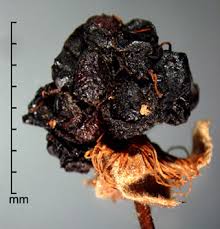 Attēlu rezultāti vaicājumam “Rubus plicatus fruit”