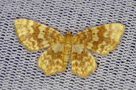 Attēlu rezultāti vaicājumam “Hydrelia flammeolaria”