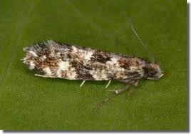 Attēlu rezultāti vaicājumam “Nemapogon cloacella”