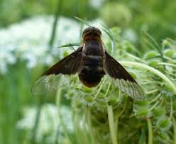 Attēlu rezultāti vaicājumam “Bombyliidae”