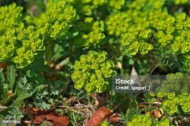 Attēlu rezultāti vaicājumam “Euphorbia helioscopia”