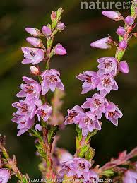 Attēlu rezultāti vaicājumam “Calluna vulgaris flower”