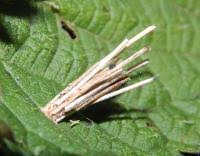 Attēlu rezultāti vaicājumam “Psyche casta larva”