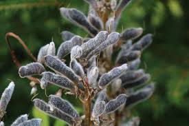 Attēlu rezultāti vaicājumam “Lupinus polyphyllus fruit”