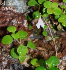 Attēlu rezultāti vaicājumam “Linnaea borealis leaf”