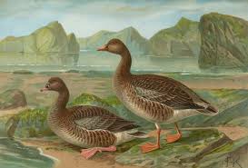 Image result for Anser fabalis