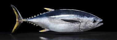 Image result for giant tuna