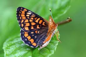 Attēlu rezultāti vaicājumam “Euphydryas maturna pupa”