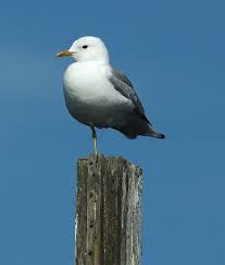 Attēlu rezultāti vaicājumam “Larus canus”