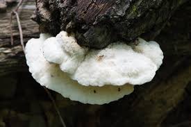 Attēlu rezultāti vaicājumam “Tyromyces chioneus”