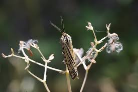Attēlu rezultāti vaicājumam “Spiris striata”