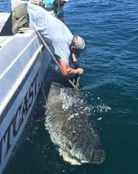 Image result for South Axholme Sharks Asc