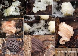 Attēlu rezultāti vaicājumam “Stemonitis herbatica stalked”