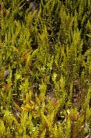 Attēlu rezultāti vaicājumam “Palustriella falcata”