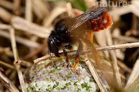 Attēlu rezultāti vaicājumam “Osmia bicolor”