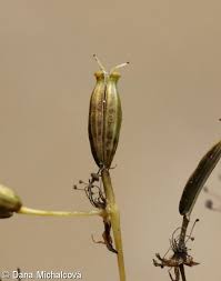 Attēlu rezultāti vaicājumam “Chaerophyllum aromaticum”