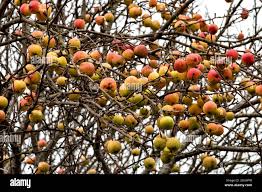 Attēlu rezultāti vaicājumam “Malus sylvestris”