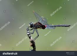Attēlu rezultāti vaicājumam “Leucorrhinia dubia male”