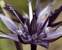 Attēlu rezultāti vaicājumam “Swertia perennis flower”