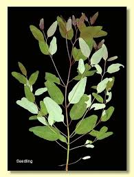 Attēlu rezultāti vaicājumam “Lycogala botrydium sessile”