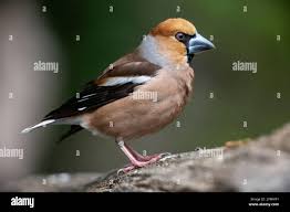 Attēlu rezultāti vaicājumam “Coccothraustes coccothraustes”