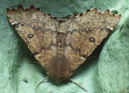 Attēlu rezultāti vaicājumam “Odontopera bidentata”