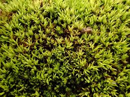 Attēlu rezultāti vaicājumam “Tortella inclinata”