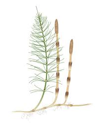 Attēlu rezultāti vaicājumam “Equisetum arvense”