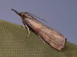 Attēlu rezultāti vaicājumam “Hypochalcia ahenella”