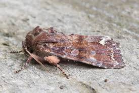 Attēlu rezultāti vaicājumam “Ceramica pisi”