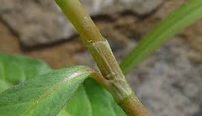 Attēlu rezultāti vaicājumam “Persicaria maculosa leaf”