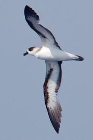 Image result for Pterodroma hasitata