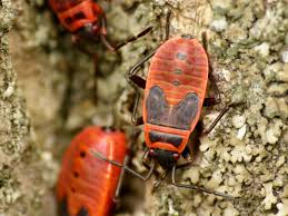 Attēlu rezultāti vaicājumam “Pyrrhocoris apterus”