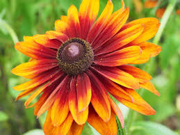 Image result for Rudbeckia