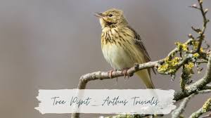 Image result for Anthus trivialis