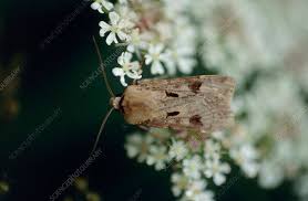 Attēlu rezultāti vaicājumam “Agrotis exclamationis”