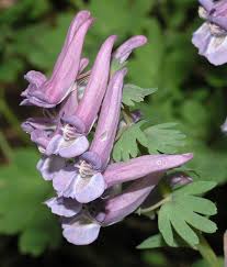 Attēlu rezultāti vaicājumam “Corydalis solida flower”