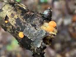 Attēlu rezultāti vaicājumam “Lycogala leopardinum young”