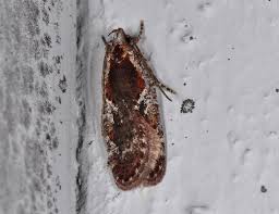 Attēlu rezultāti vaicājumam “Agonopterix hypericella”