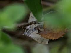 Attēlu rezultāti vaicājumam “Paratalanta hyalinalis”