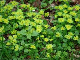 Attēlu rezultāti vaicājumam “Chrysosplenium alternifolium bud”