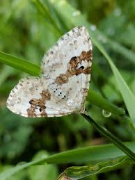 Attēlu rezultāti vaicājumam “Xanthorhoe montanata”