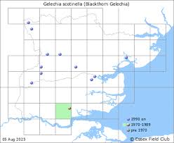 Attēlu rezultāti vaicājumam “Gelechia scotinella”