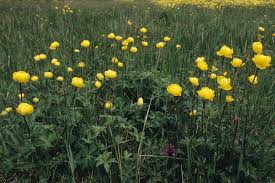 Image result for Trollblume