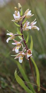 Attēlu rezultāti vaicājumam “Epipactis palustris flower”