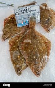 Image result for Pleuronectes platessa