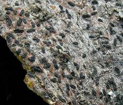 Attēlu rezultāti vaicājumam “Opegrapha rufescens”