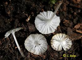 Attēlu rezultāti vaicājumam “Delicatula integrella”